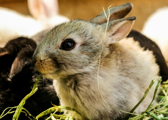conejo